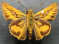 Telicota ancilla ancilla - Adult